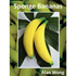 Sponge Bananas, large